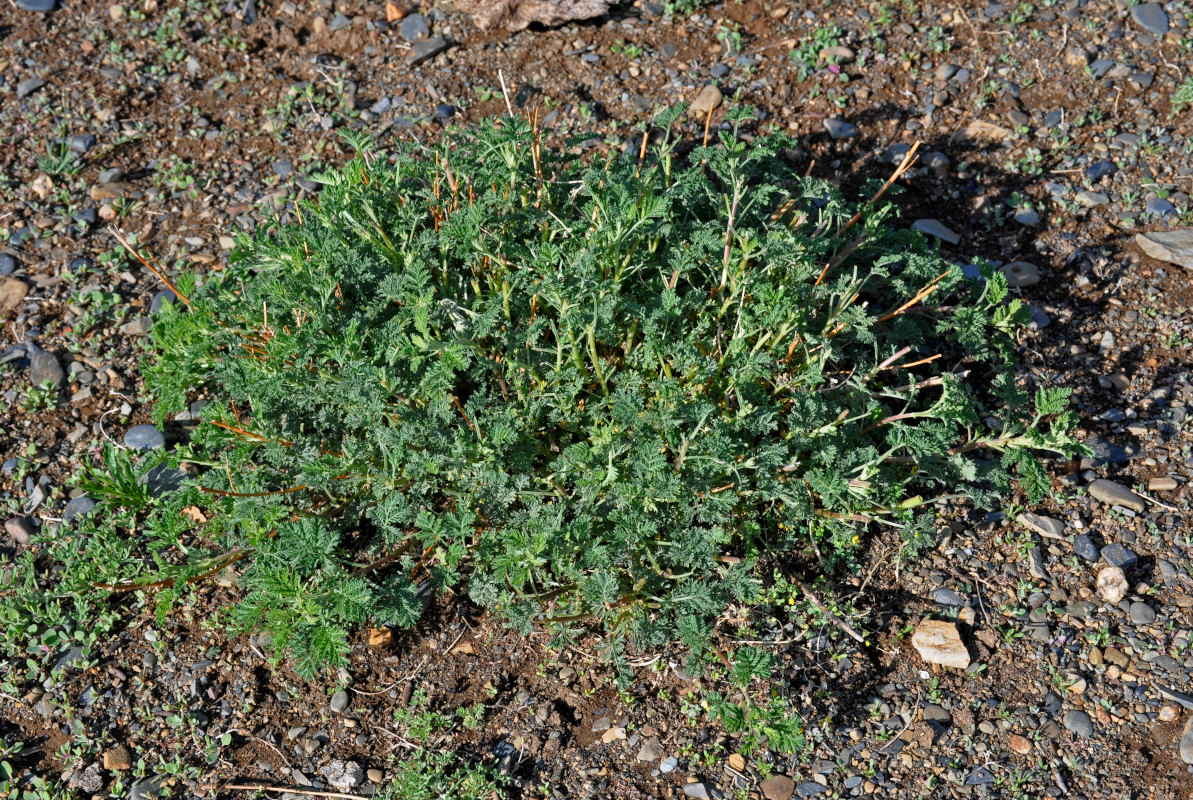 Изображение особи Artemisia stechmanniana.