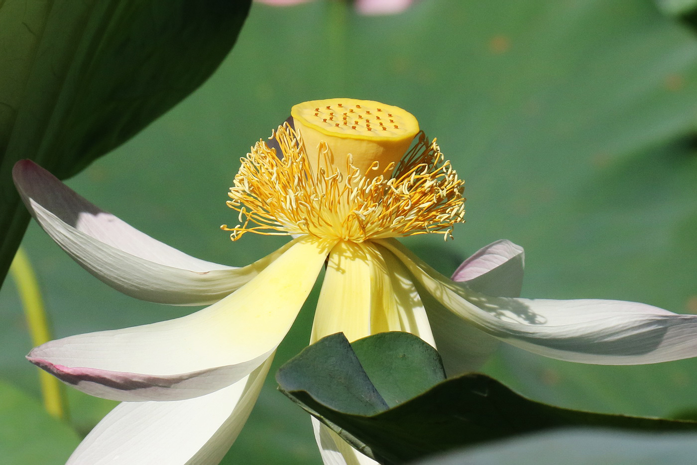 Изображение особи Nelumbo caspica.