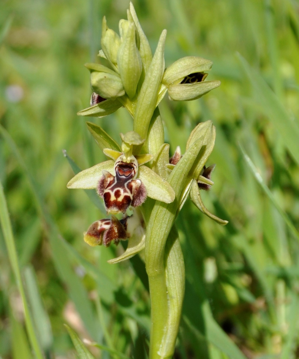 Image of Ophrys umbilicata specimen.