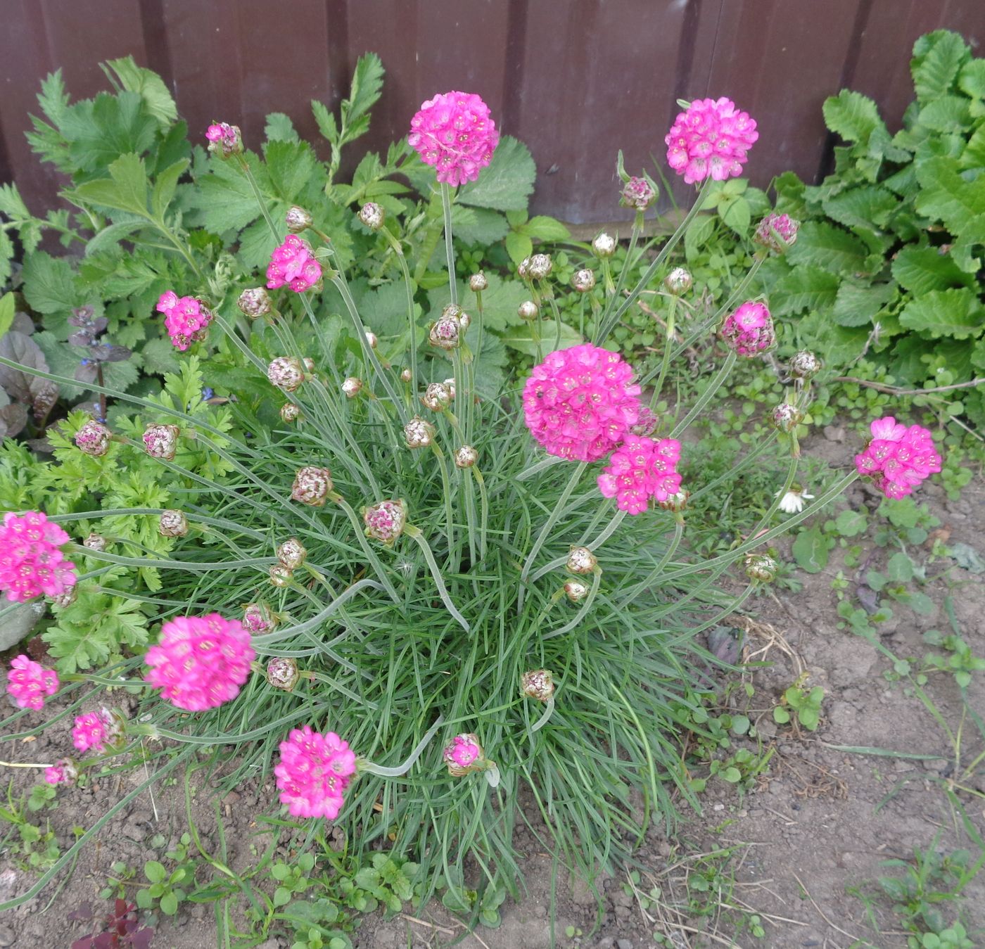 Image of genus Armeria specimen.