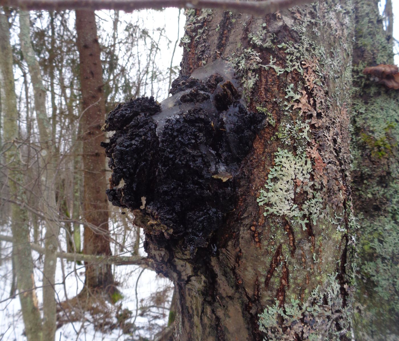 Image of Alnus incana specimen.