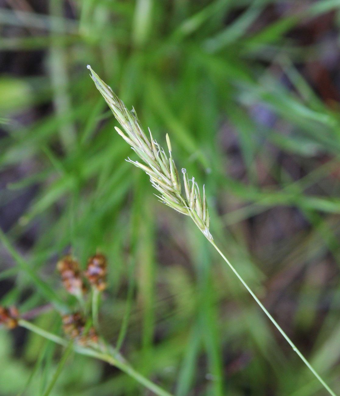 Image of Anthoxanthum odoratum specimen.