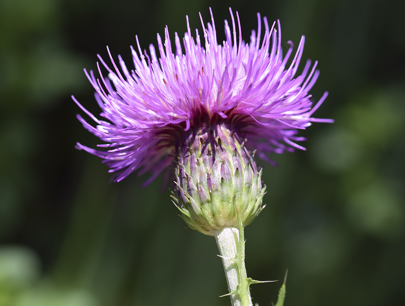 Изображение особи Cirsium tuberosum.