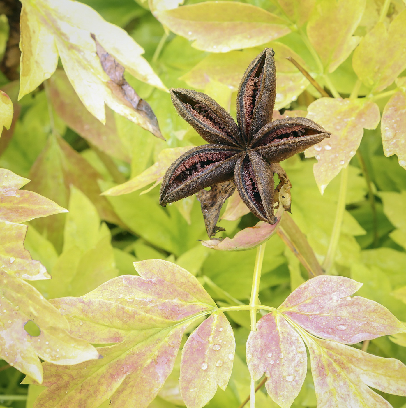 Image of Paeonia suffruticosa specimen.