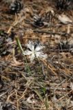 Dianthus borussicus. Верхушка растения с бутонами, цветком и завязавшимся плодом. Белоруссия, Витебская обл., окр. оз. Сурмино, сухой сосняк. 21.06.2010.