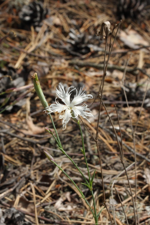 Изображение особи Dianthus borussicus.