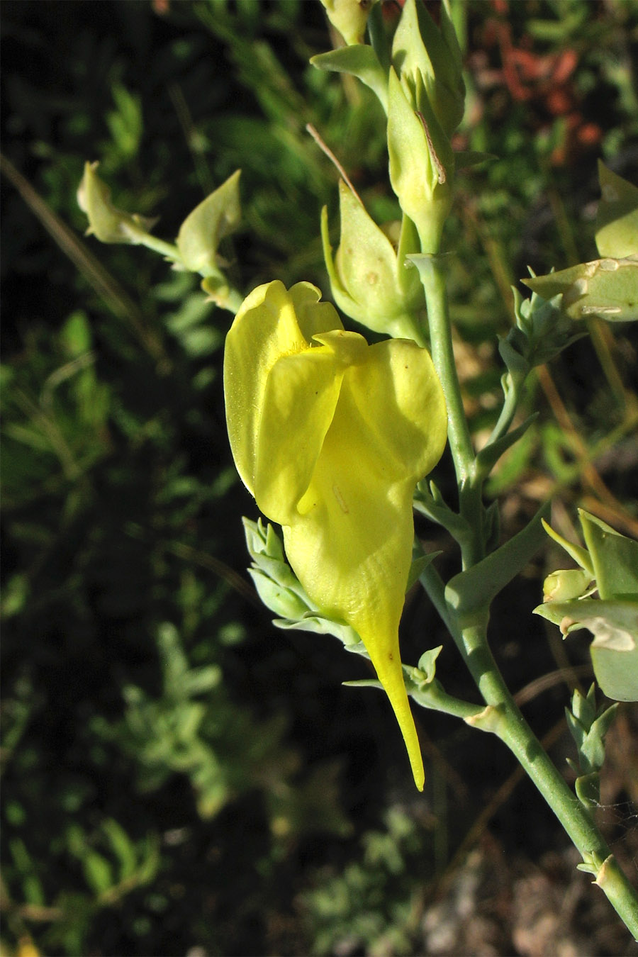 Image of Linaria genistifolia ssp. dalmatica specimen.