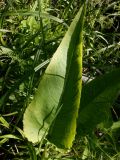 Rumex aquaticus