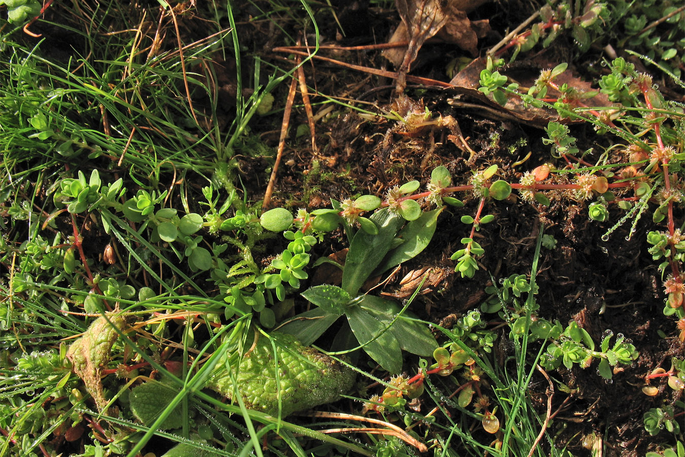Image of Illecebrum verticillatum specimen.