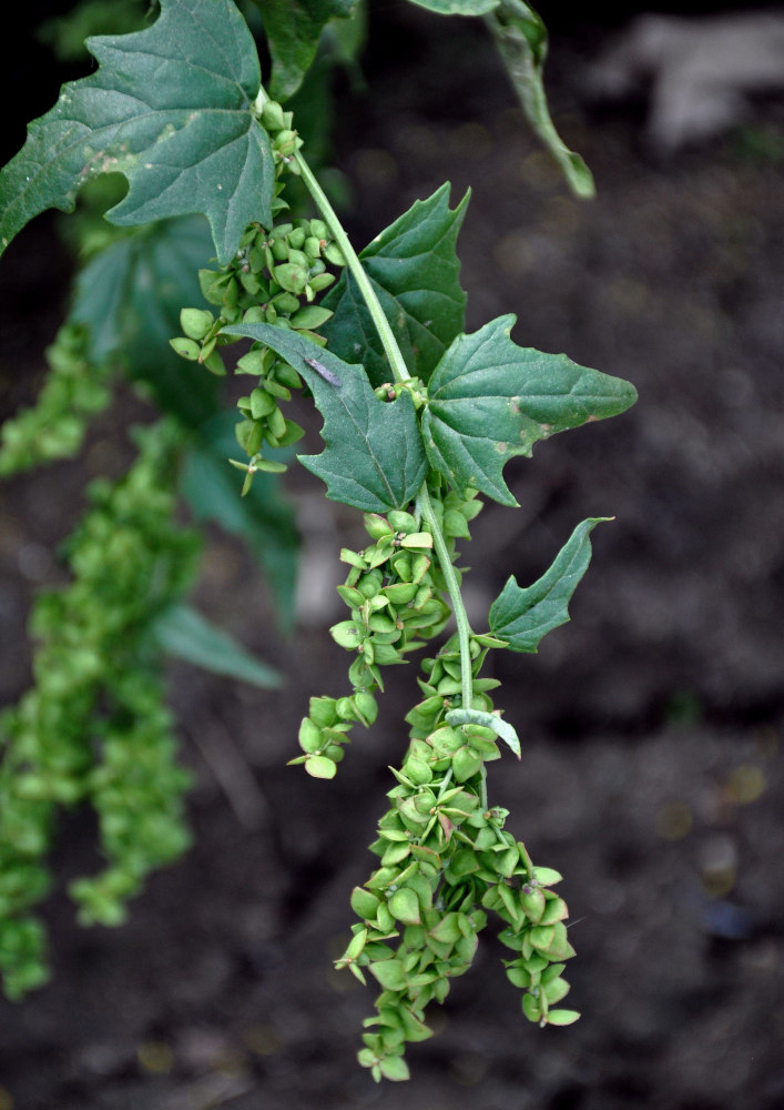 Image of Atriplex sagittata specimen.