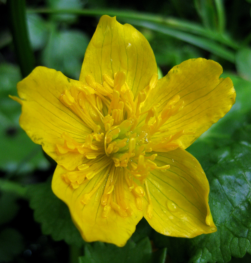 Image of Caltha palustris specimen.