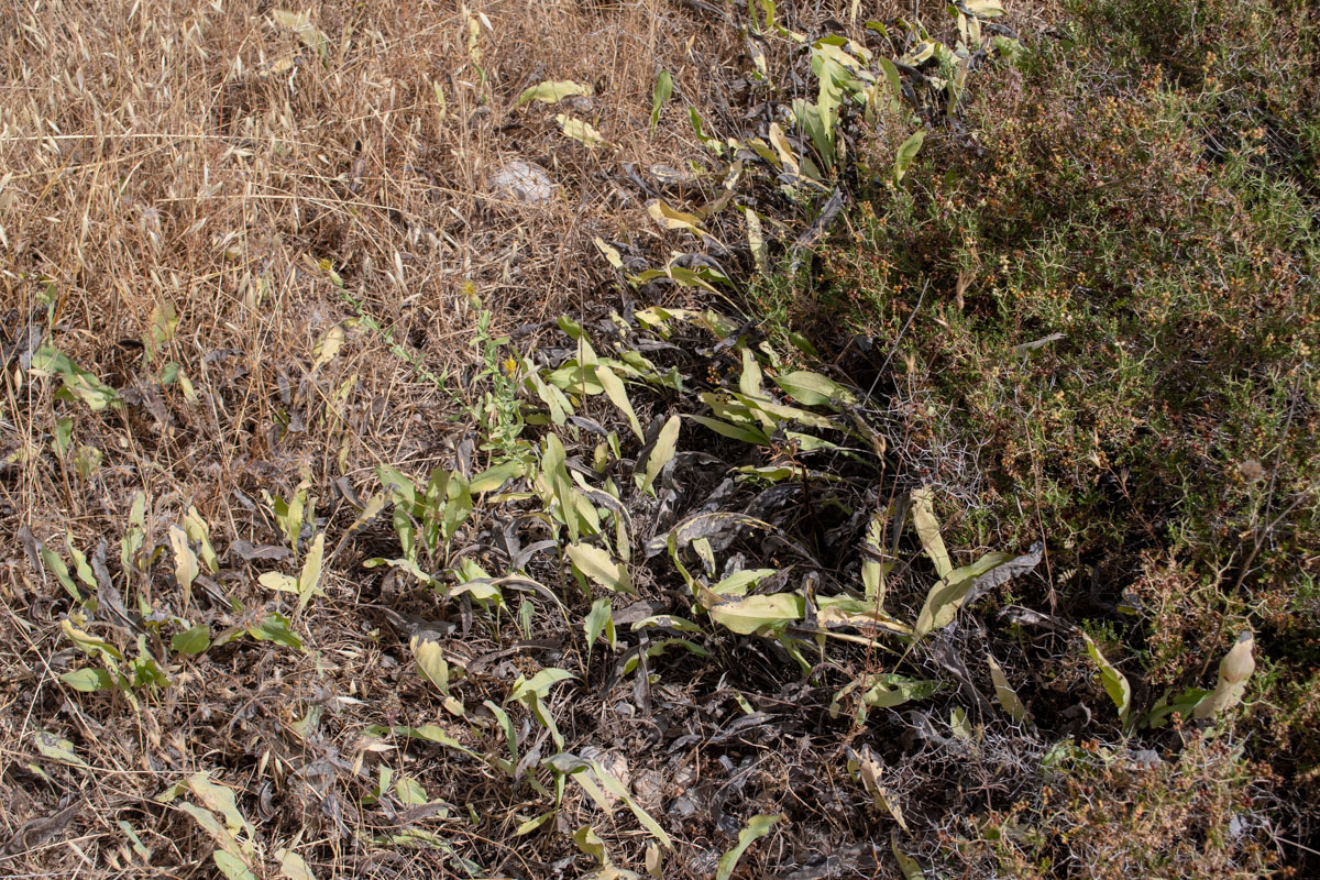 Image of Klasea cerinthifolia specimen.