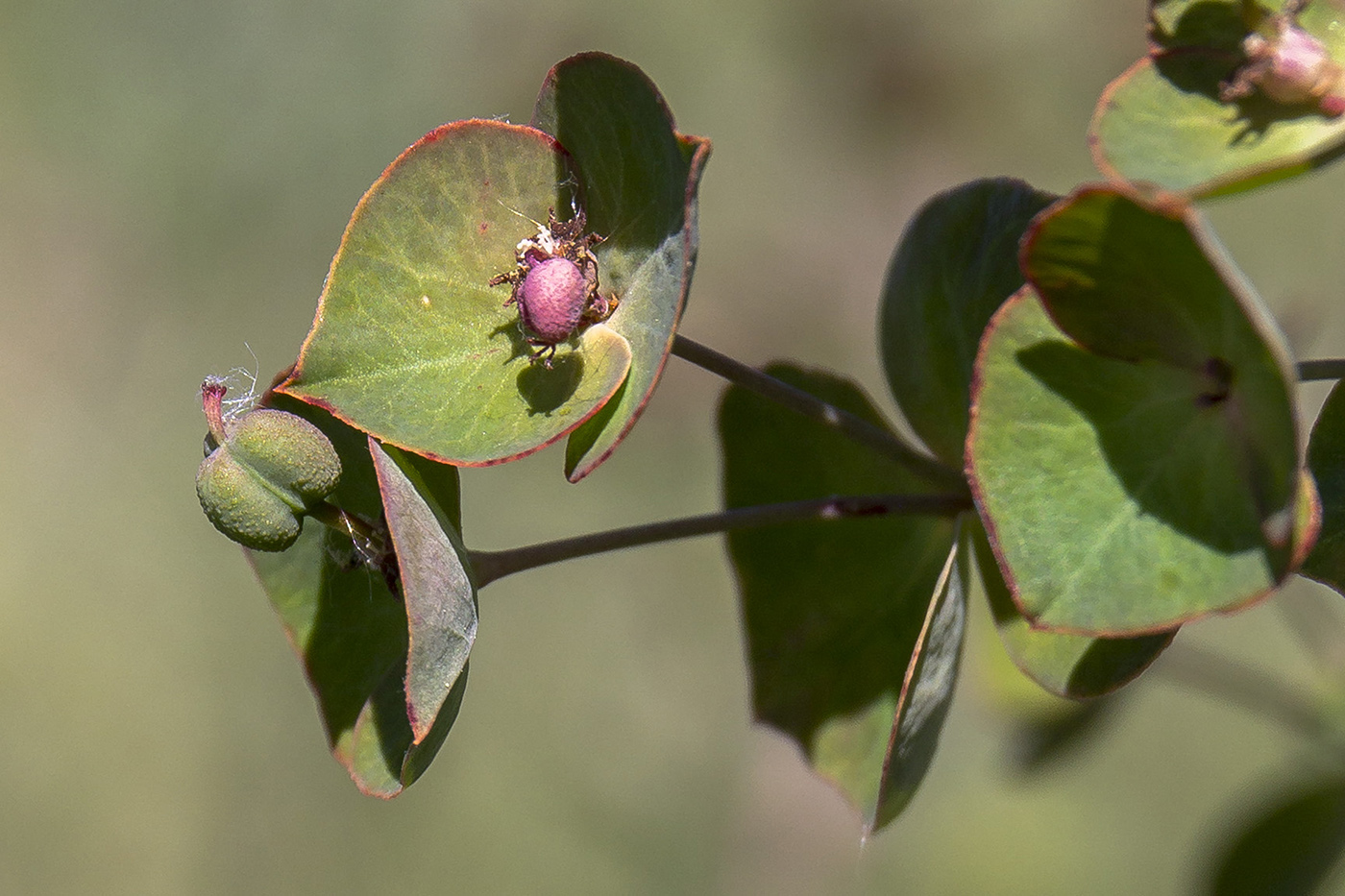 Image of genus Euphorbia specimen.