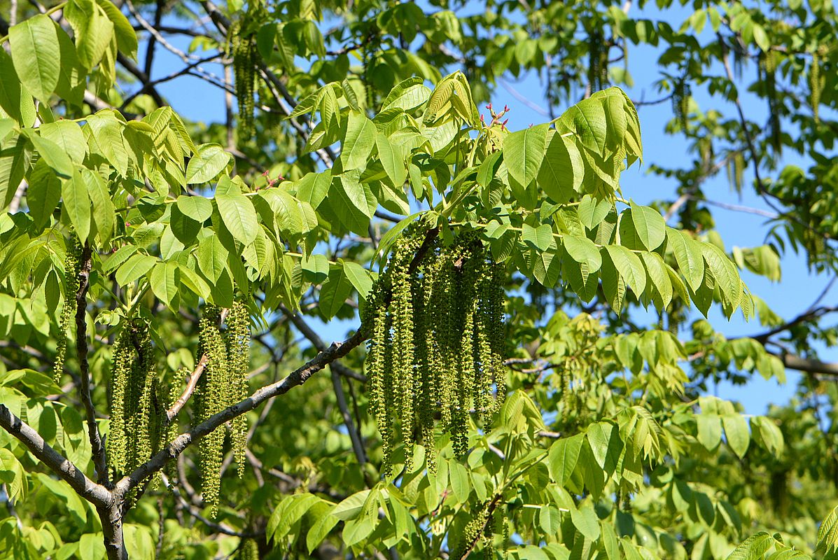 Image of Juglans cinerea specimen.