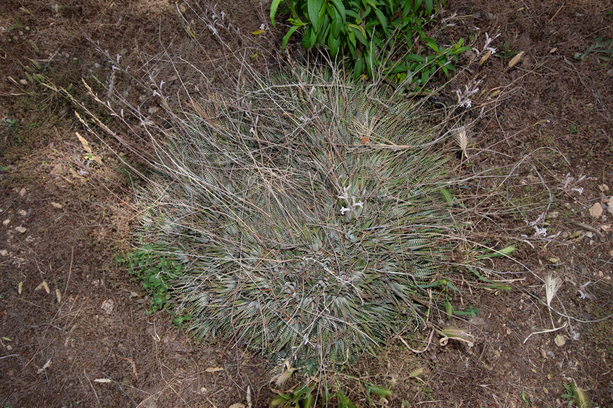 Image of Haworthiopsis attenuata specimen.