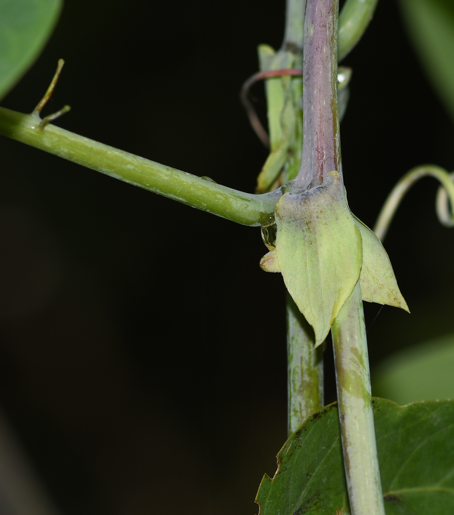 Image of Passiflora ligularis specimen.