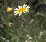 Смотреть изображение род Anthemis