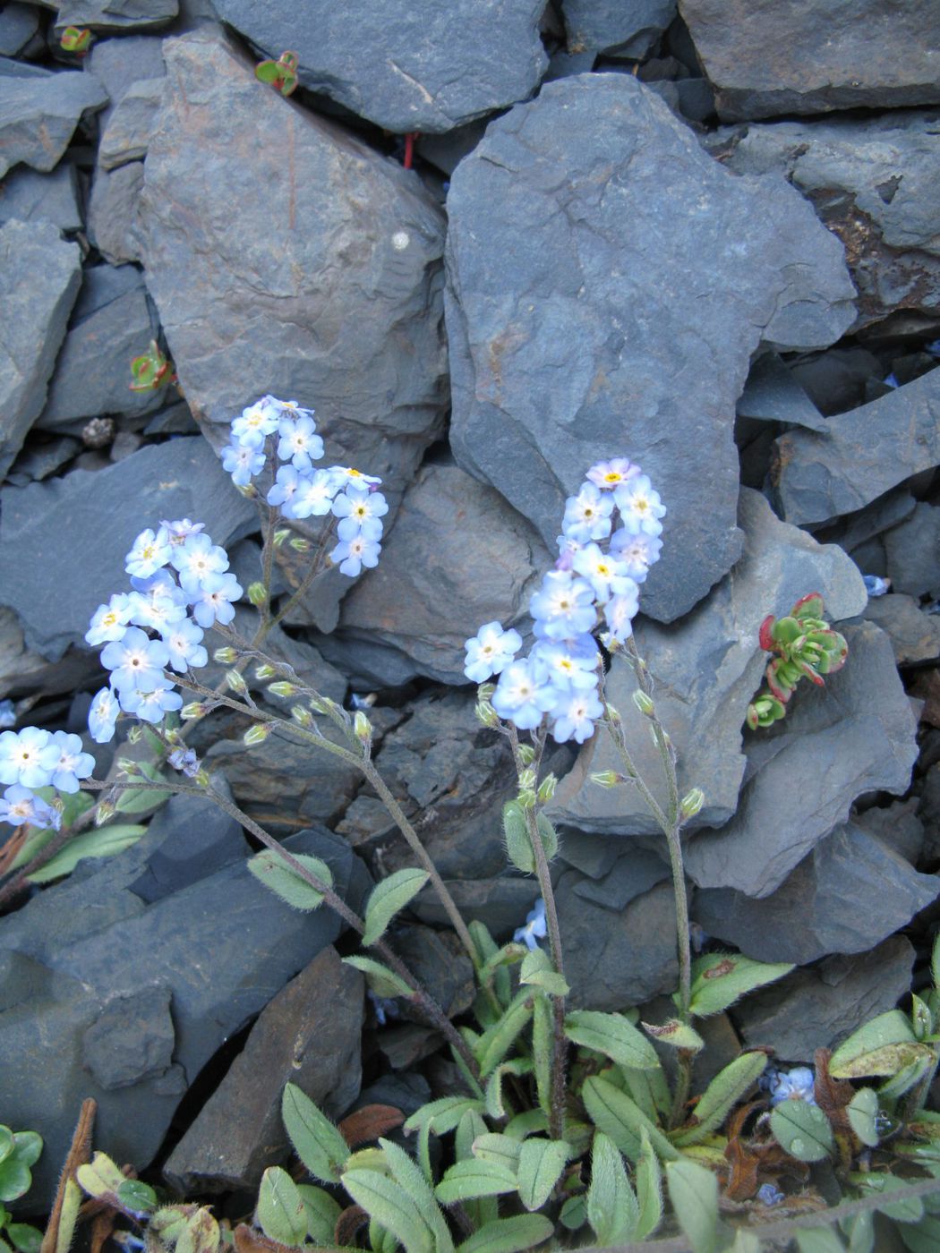 Image of Myosotis alpestris specimen.