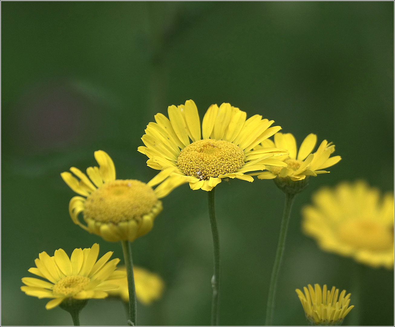 Изображение особи Anthemis tinctoria.