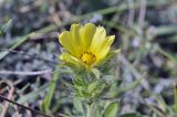 Potentilla callieri