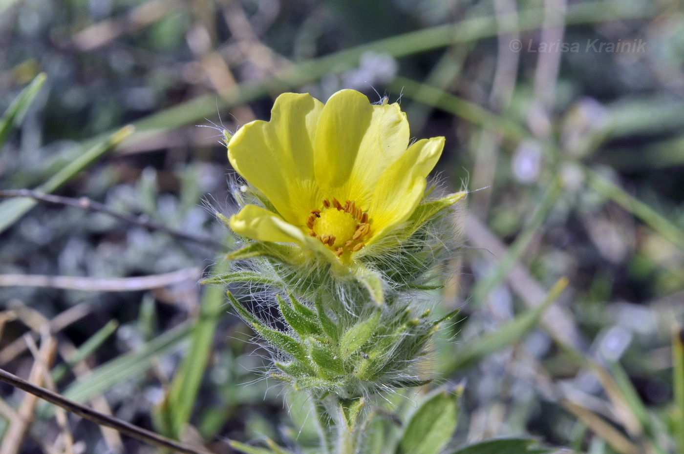 Image of Potentilla callieri specimen.