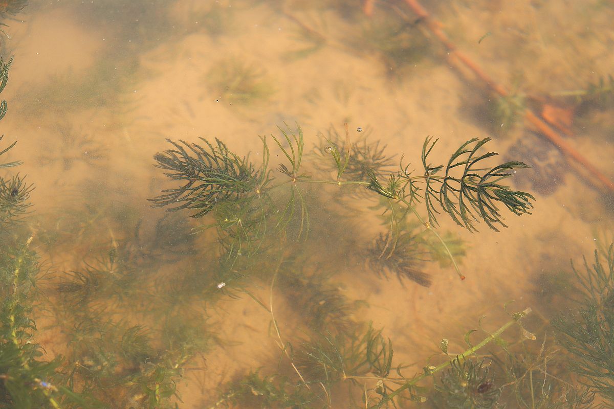 Изображение особи Ceratophyllum demersum.