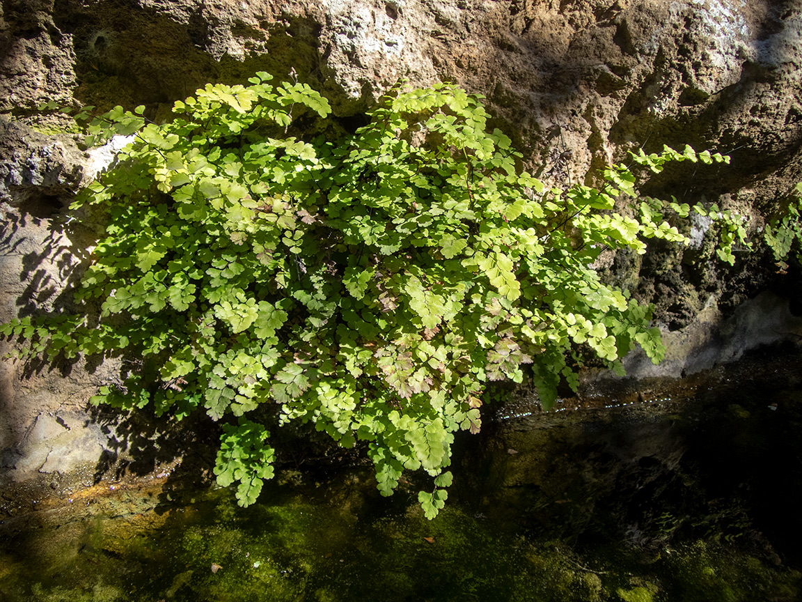 Image of Adiantum capillus-veneris specimen.