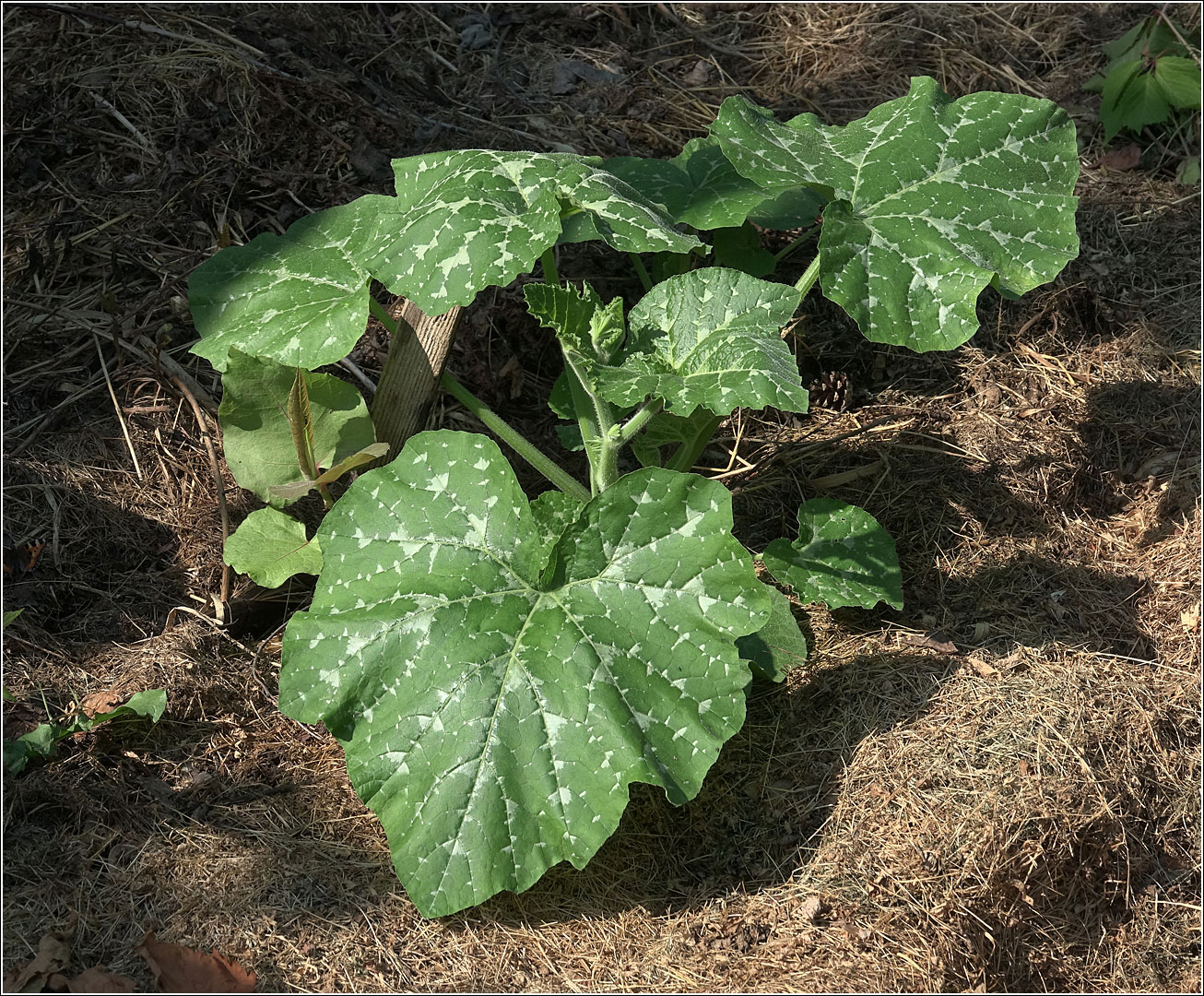 Image of Cucurbita pepo specimen.