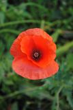 Papaver rhoeas. Цветок. Новосибирск, в культуре. 29.08.2010.