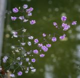 Thalictrum delavayi. Соцветие (сорт 'Hewitt's Double'). Москва, Аптекарский огород, в культуре. 03.09.2021.