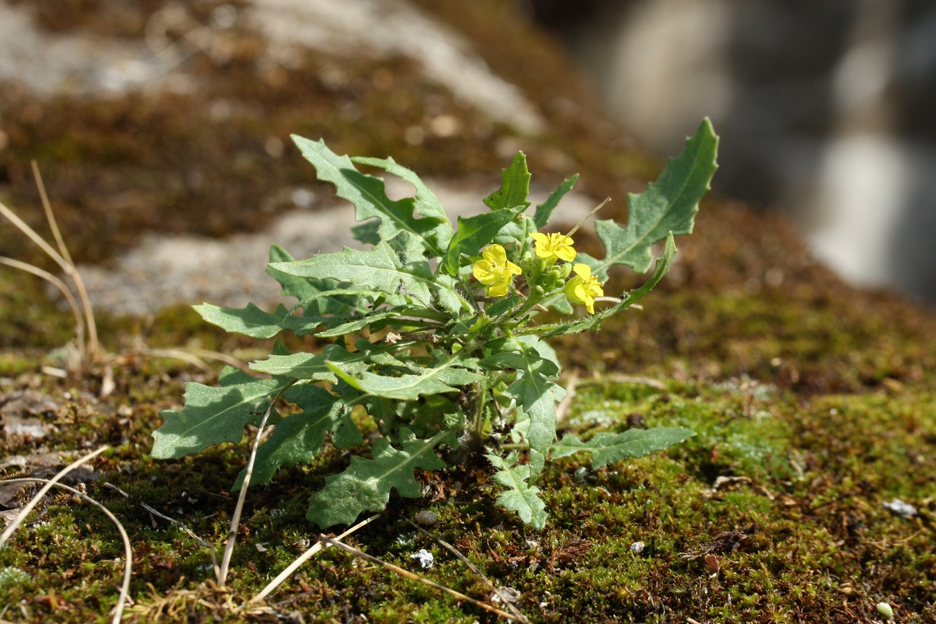 Image of Sisymbrium loeselii specimen.