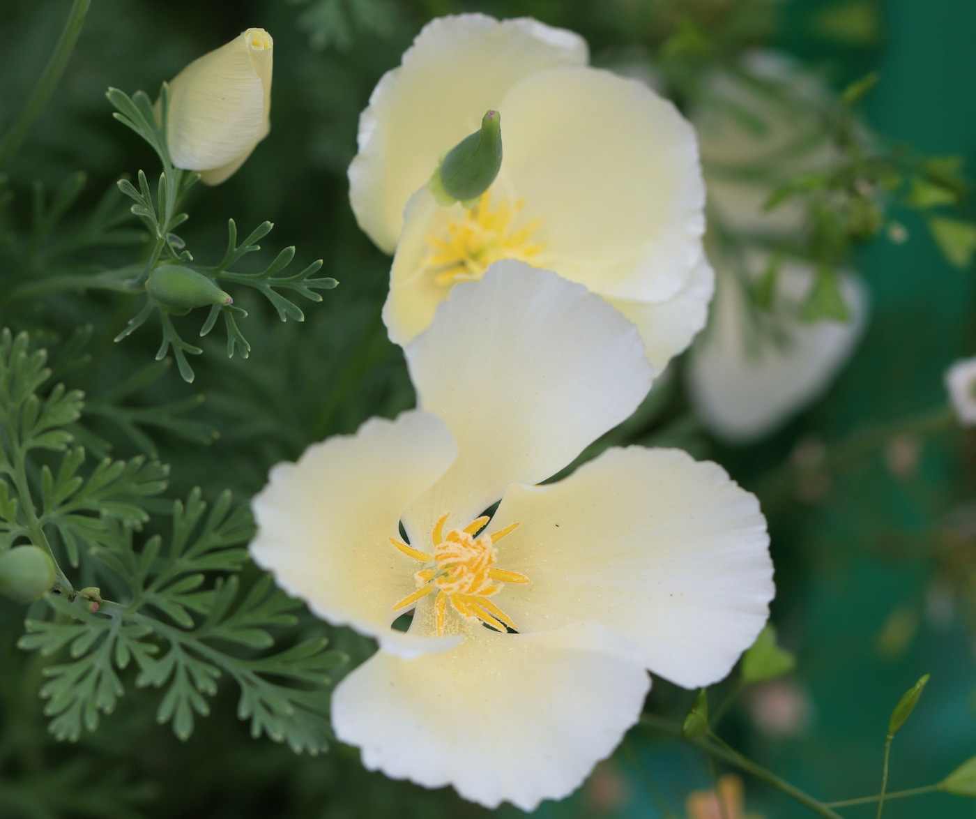 Image of Eschscholzia californica specimen.