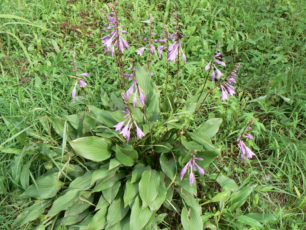 Изображение особи Hosta albomarginata.