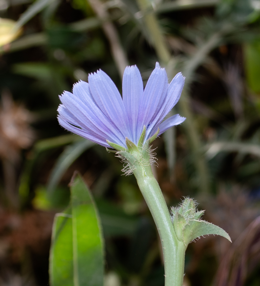 Image of Cichorium endivia specimen.