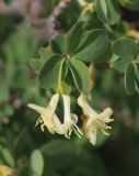 genus Lonicera. Верхушка побега с соцветием. Алтай, Кош-Агачский р-н, 5 км ЮВ с. Чаган-Узун, долина р. Тыдтуярык, каменистый склон. 12 июня 2022 г.