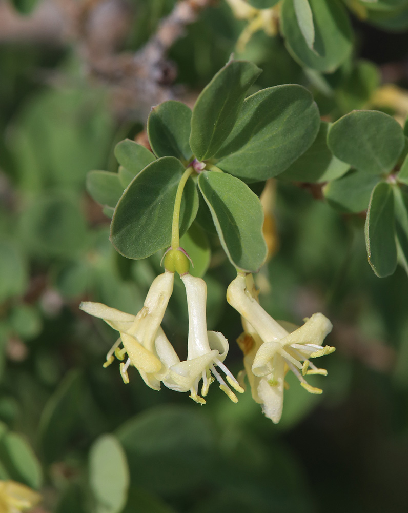 Image of genus Lonicera specimen.