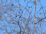 Alnus incana. Ветви с соцветиями и прошлогодними соплодиями (\"шишечками\"). Ленинградская область, 6 км ю-з Петергофа, окр. пос. Низино. 15 апреля 2007 г.