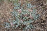 Astragalus transoxanus