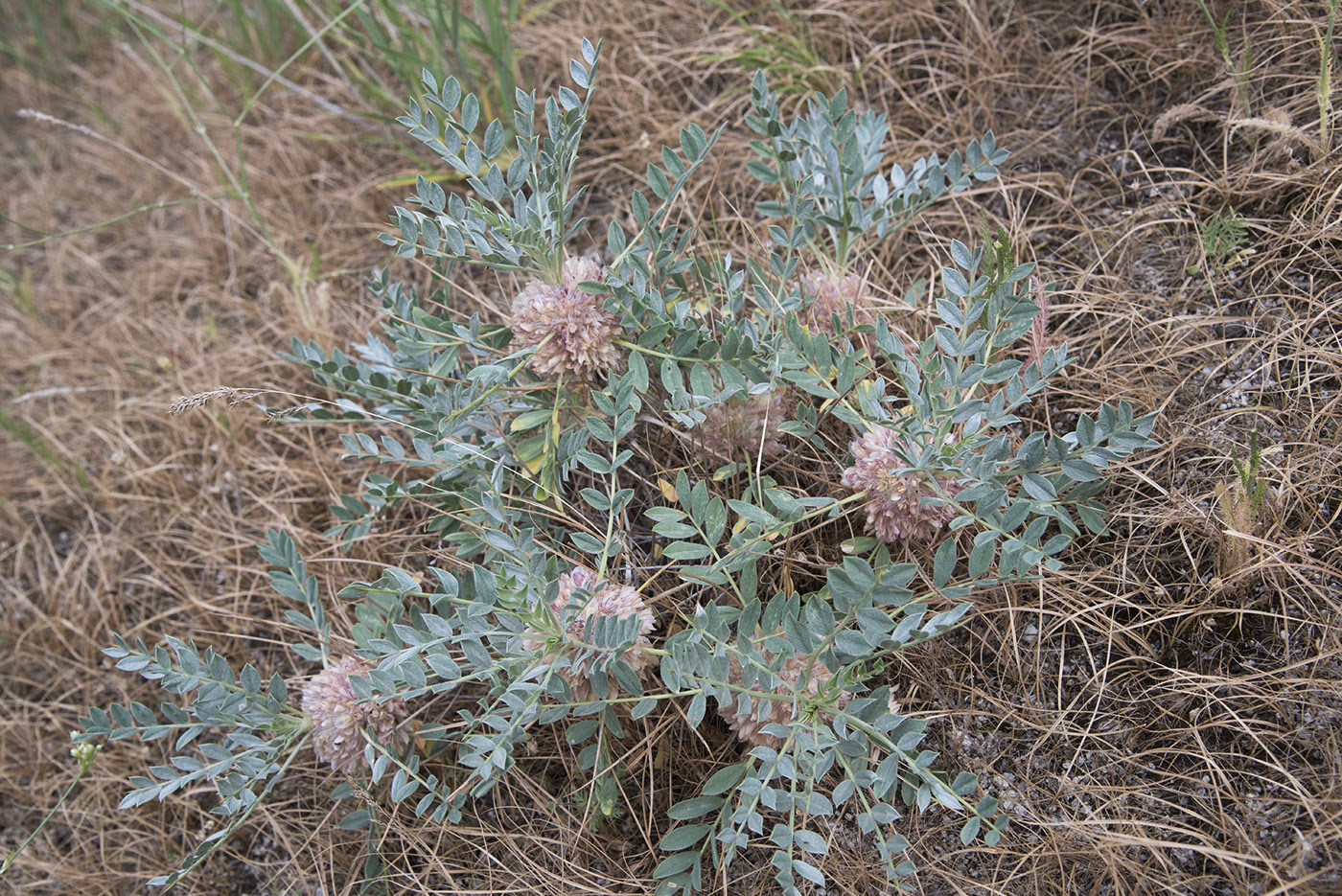 Image of Astragalus transoxanus specimen.