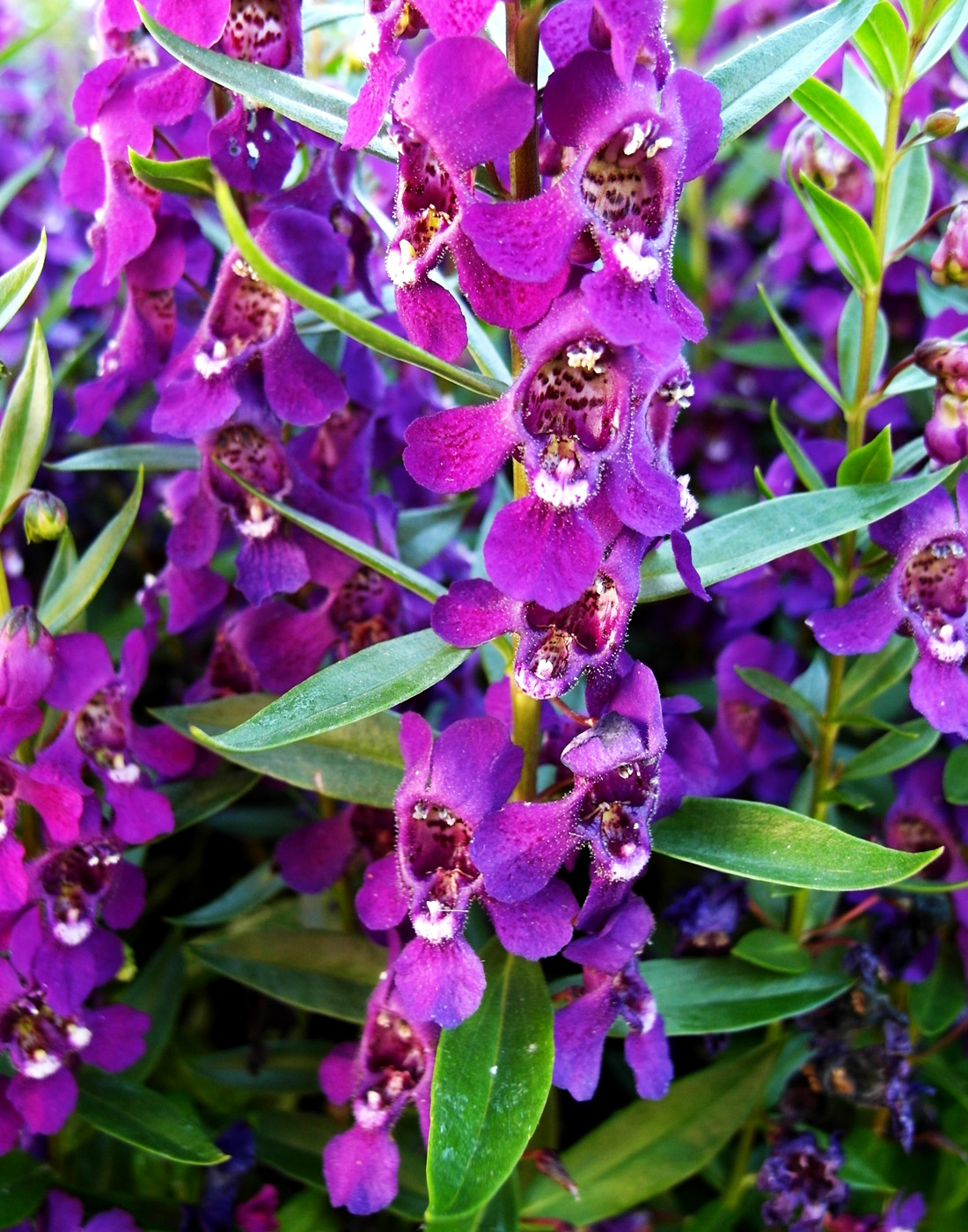 Image of Angelonia angustifolia specimen.