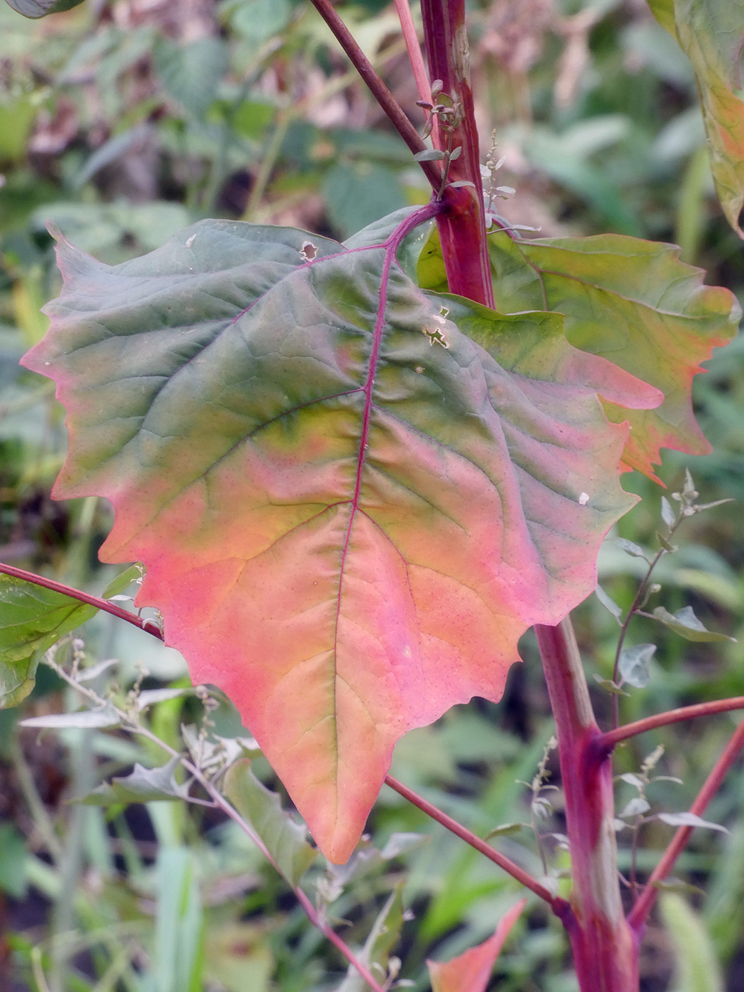 Image of Atriplex hortensis specimen.