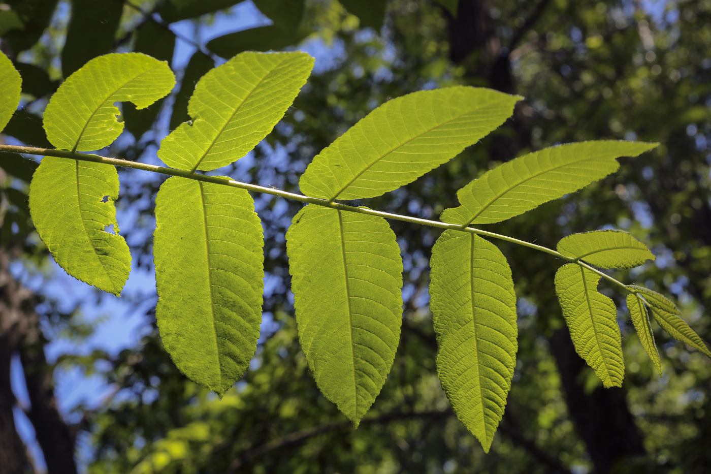 Изображение особи Juglans mandshurica.