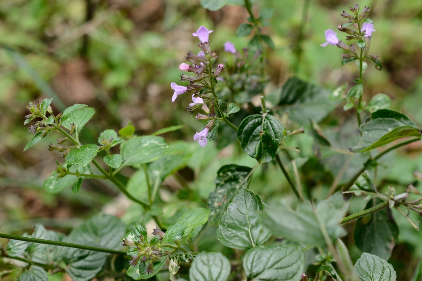 Image of Clinopodium menthifolium specimen.