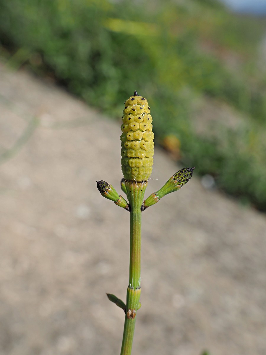 Изображение особи Equisetum ramosissimum.