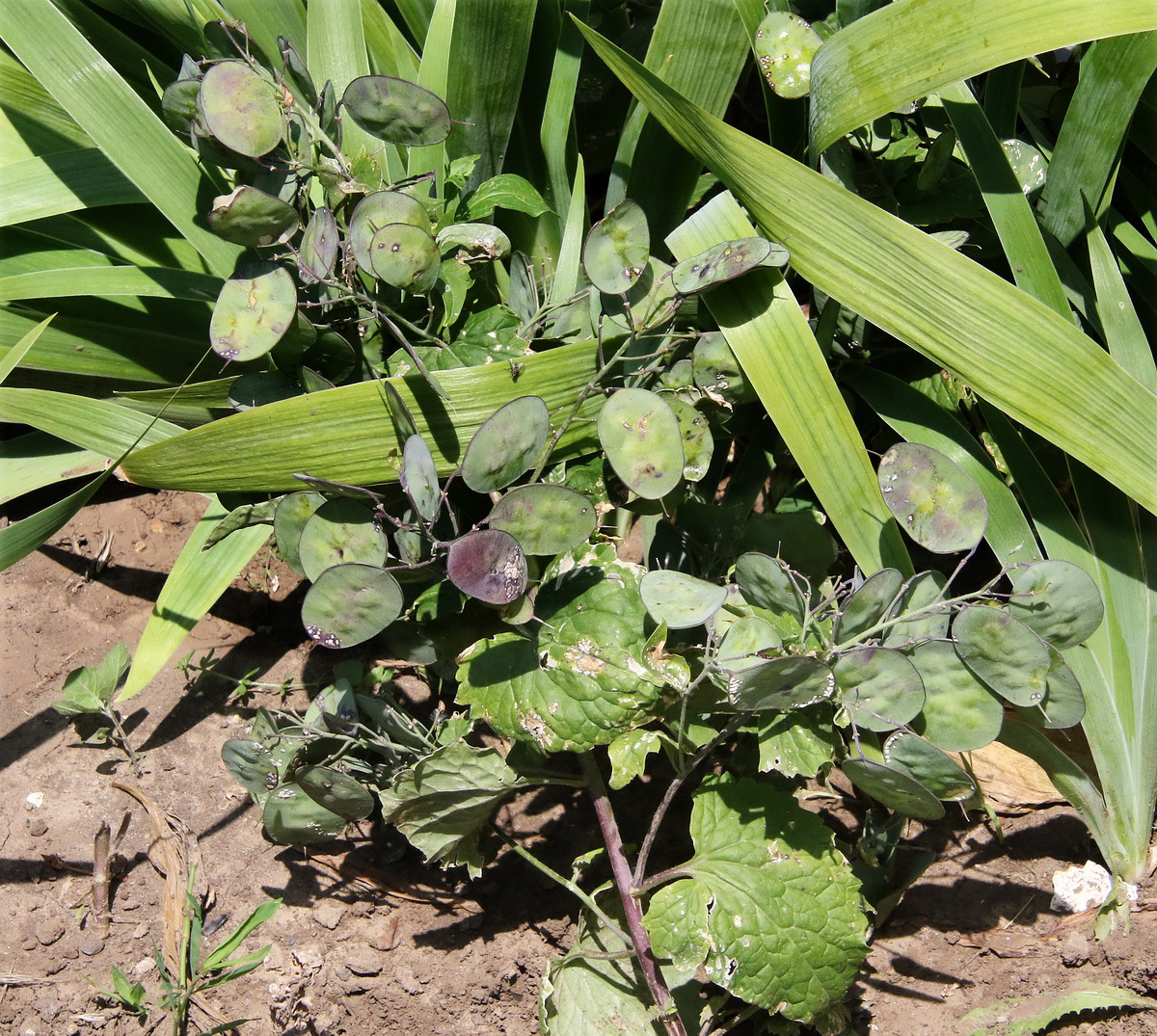 Image of Lunaria annua specimen.