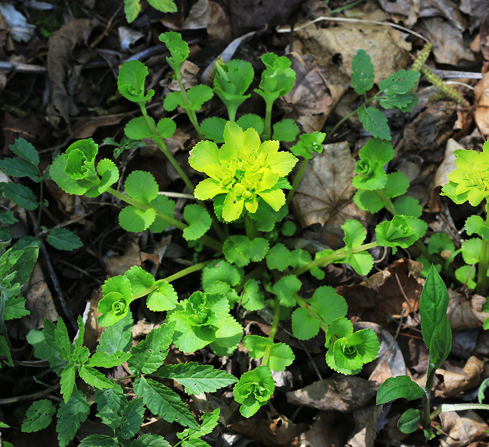 Изображение особи Chrysosplenium pseudofauriei.