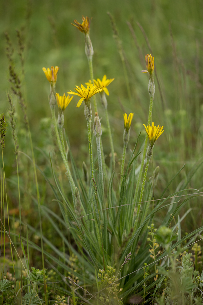 Image of Scorzonera mollis specimen.