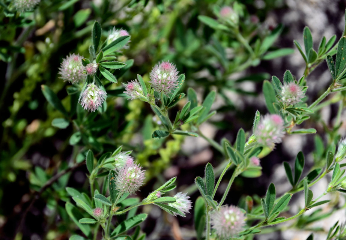 Image of Trifolium arvense specimen.