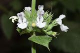 Nepeta cataria