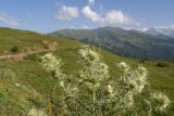 genus Cirsium. Верхушка цветущего растения. Чечня, Итум-Калинский р-н, окр. ур. Цамадой, выс. 2150 м н.у.м., обочина дороги. 6 августа 2023 г.